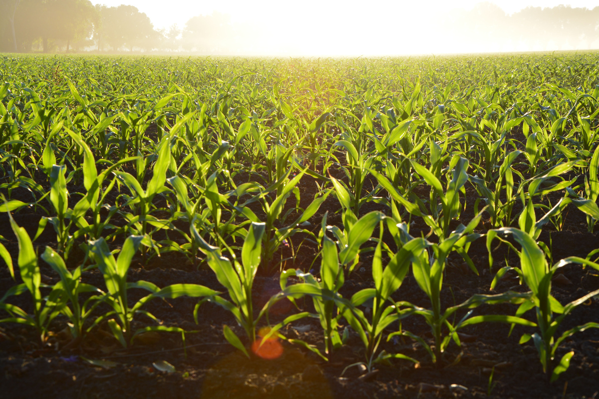 Agricultural fields and growing crops