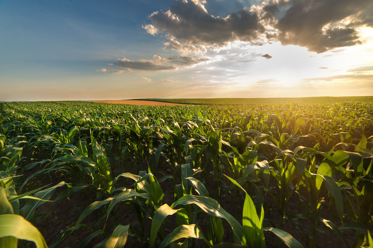 Agricultural landscape