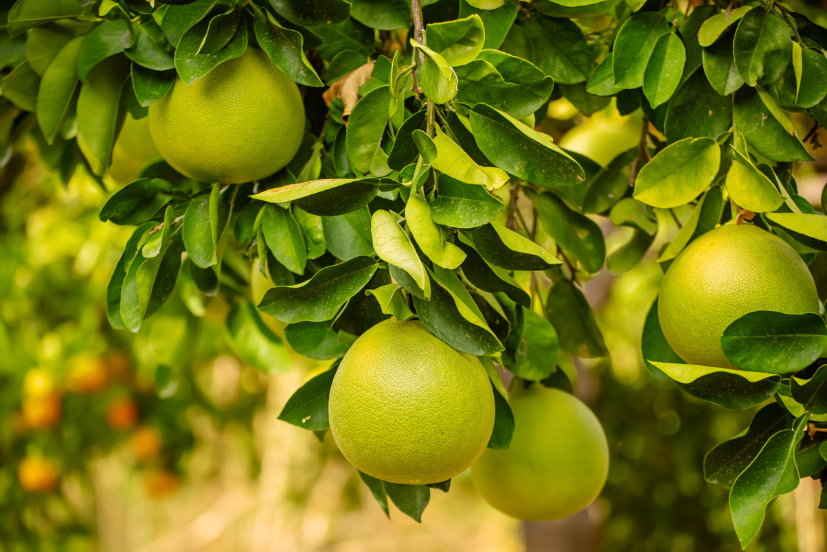 Agricultural produce ready for market connections